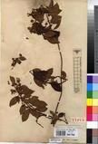 Specimen picture.