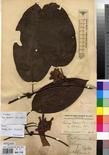 Specimen picture.