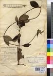 Specimen picture.