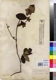 Specimen picture.