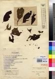Specimen picture.