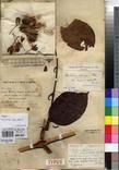Specimen picture.