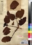 Specimen picture.
