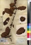 Specimen picture.