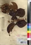 Specimen picture.