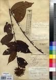 Specimen picture.