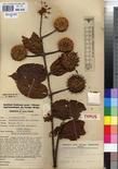 Specimen picture.