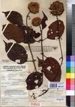 Specimen picture.