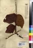Specimen picture.