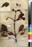 Specimen picture.
