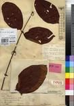 Specimen picture.