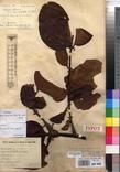 Specimen picture.