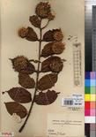 Specimen picture.