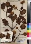 Specimen picture.