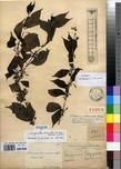 Specimen picture.