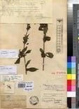 Specimen picture.