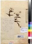 Specimen picture.