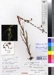 Specimen picture.
