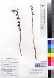 Specimen picture.