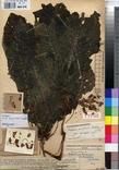 Specimen picture.