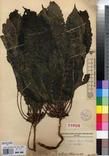 Specimen picture.
