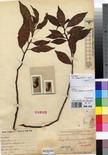 Specimen picture.