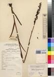 Specimen picture.