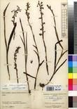 Specimen picture.