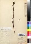 Specimen picture.