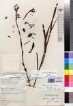 Specimen picture.
