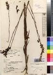 Specimen picture.