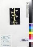 Specimen picture.