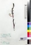 Specimen picture.