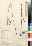 Specimen picture.
