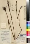 Specimen picture.