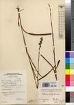 Specimen picture.