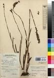 Specimen picture.