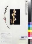 Specimen picture.