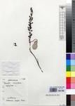Specimen picture.