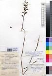 Specimen picture.
