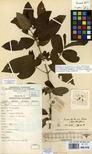 Specimen picture.