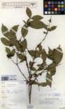 Specimen picture.