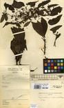 Specimen picture.