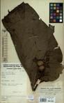 Specimen picture.