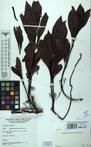Specimen picture.