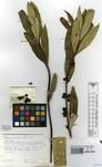 Specimen picture.