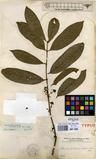 Specimen picture.