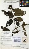 Specimen picture.