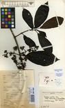 Specimen picture.