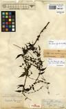 Specimen picture.